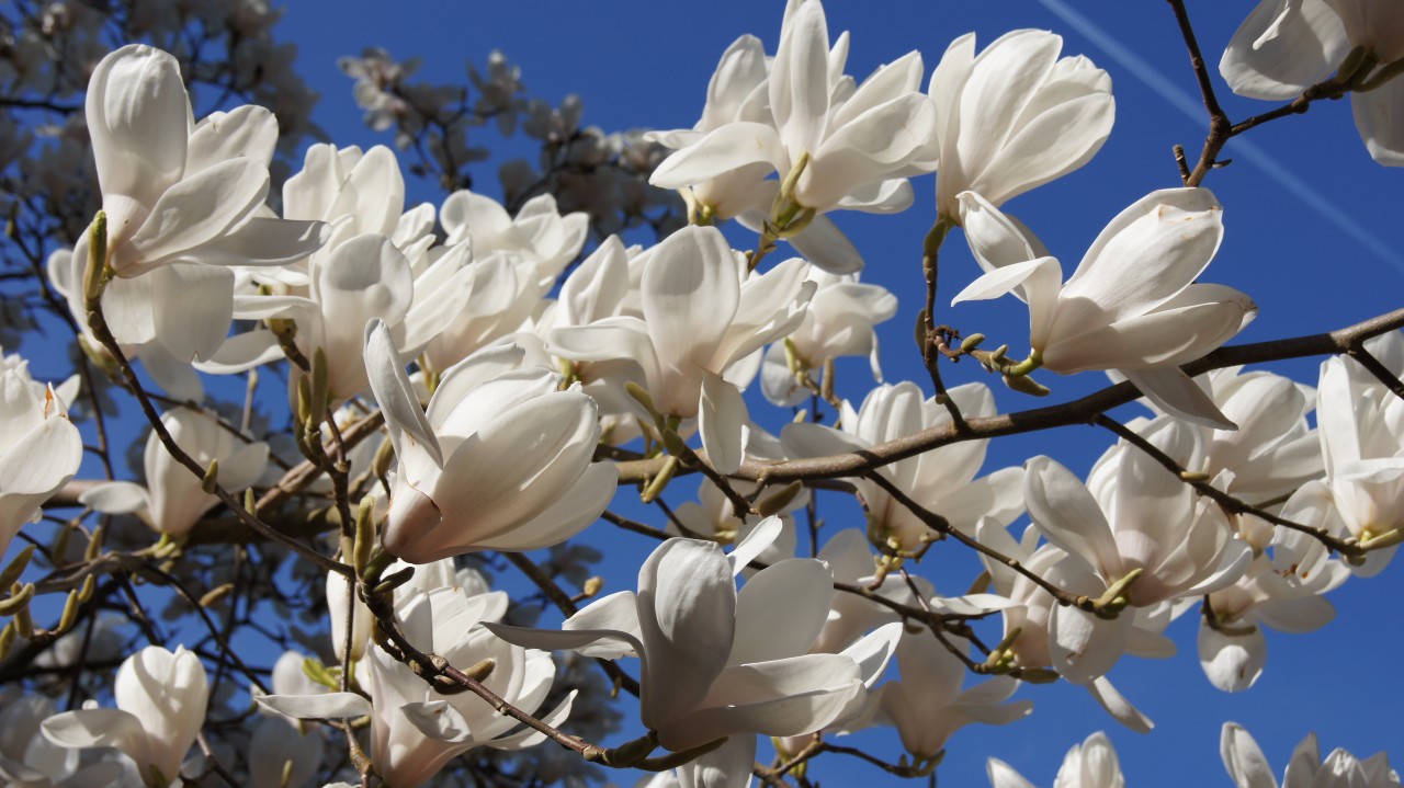 Image of M. 'Columbus'